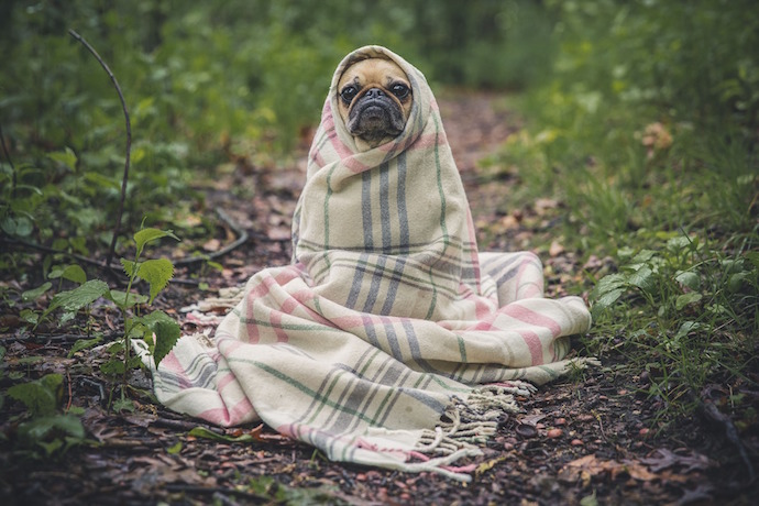 A pug wrapped in a blanket looking straight at the camera