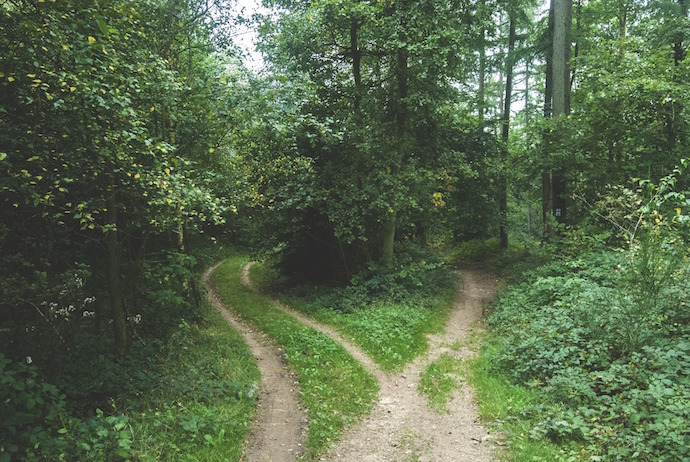 fork in wooded path